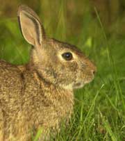 Eastern Cottontail