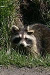 Raccoon