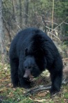 Adult Black Bear