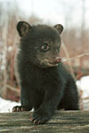 Black Bear Cub