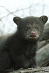 Black Bear Cub