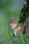 Chipmunk