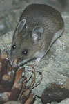 Deer Mouse