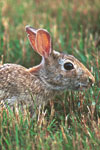 Eastern Cottontail