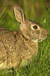 Eastern Cottontail