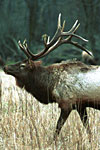 Elk Bull