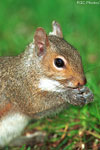 Gray Squirrel