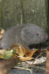 Meadow Vole