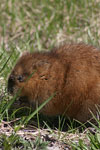 Muskrat