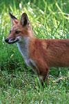 Red Fox