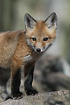 Red Fox Pup