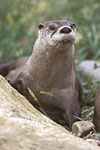 River Otters