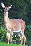 White-Tailed Deer