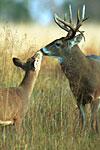 White-Tailed Deer