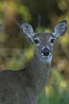 White-Tailed Deer