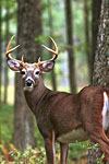 White-Tailed Deer Buck