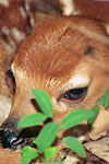 White-Tailed Deer Fawn