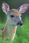 White-Tailed Deer Fawn