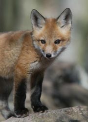 Red Fox Pup