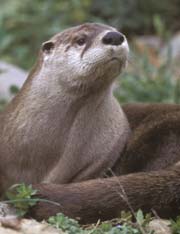 River Otter