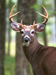 White-tail Deer