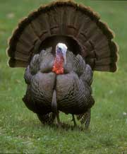 Wild Turkey Gobbler