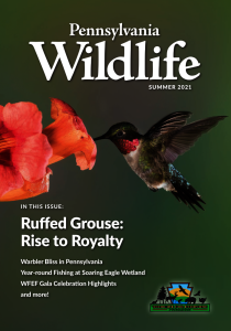 picture of the Pennsylvania Wildlife Magazine summer 2021 issue
