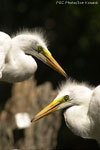 Great Egrets