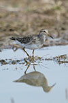 Pectoral Sandpiper