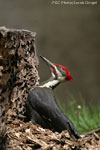 Pileated Woodpecker