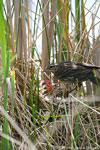 Red-winged Blackbird