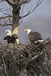 Bald Eagles