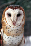 Barn Owl