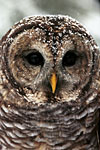 Barred Owl