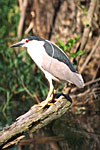 Black-crowned Night Heron