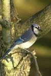 Blue Jay