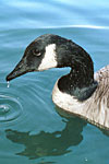 Canada Goose