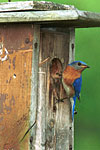 Eastern Bluebird