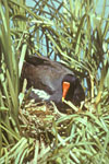 Gallinule