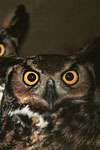 Great Horned Owls