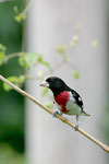 Grosbeak