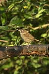 House Wren