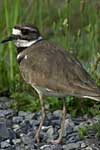 Killdeer