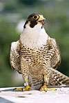 Peregrine Falcon