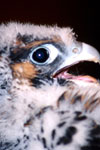 Peregrine Falcon  Chick