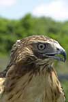 Red-tailed Hawk