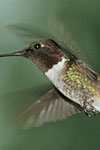 Ruby-throated Hummingbird