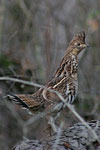 Ruffed Grouse