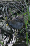 Sora Rail