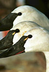 Tundra Swans